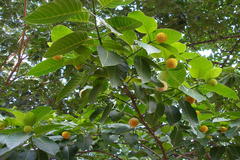 Anthocephalus chinensis